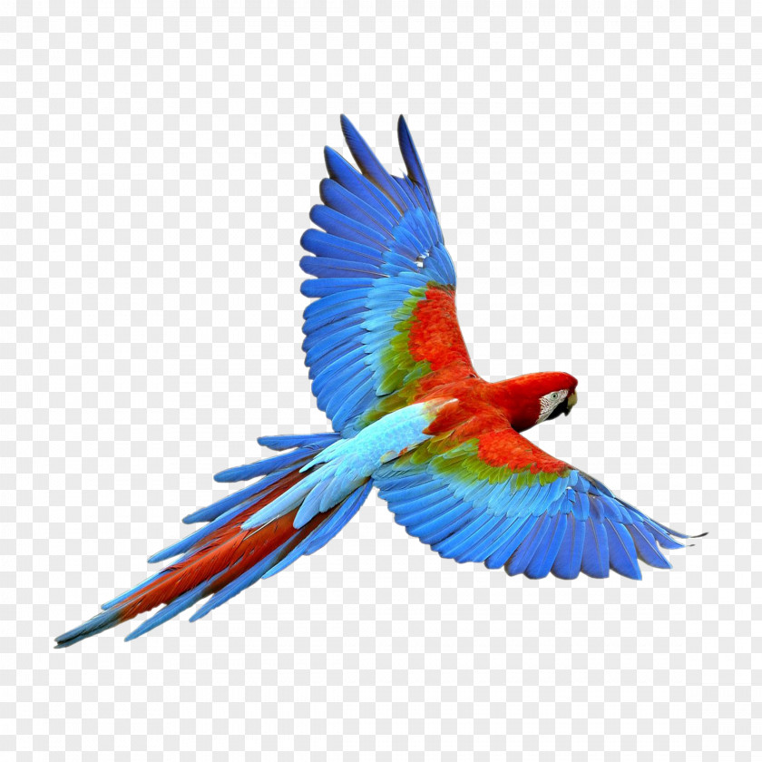 Bird Image Clip Art True Parrot PNG