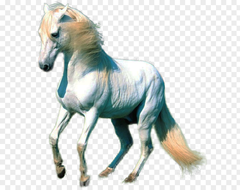 Clipart Horse Collection American Paint Akhal-Teke White PNG