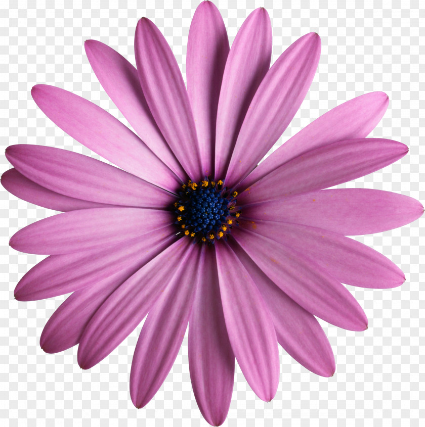 Purple Flower Daisybush Photography Clip Art PNG
