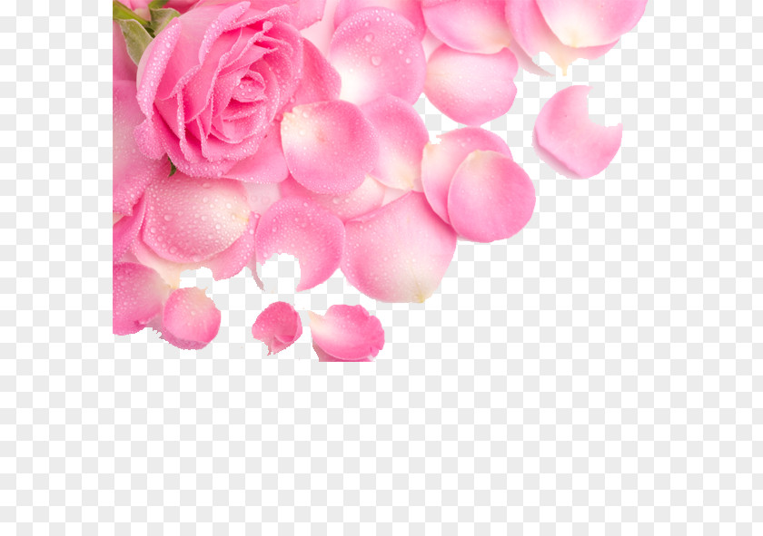 Rose Petal Flower Pink Wallpaper PNG