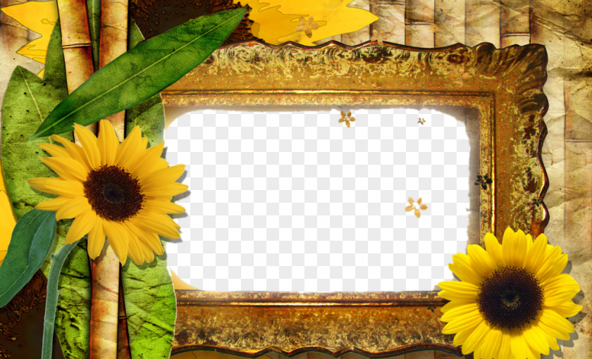 Sunflower Border Picture Material Tollywood Quiz New Android PNG