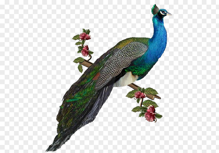 Bird Peafowl Clip Art PNG