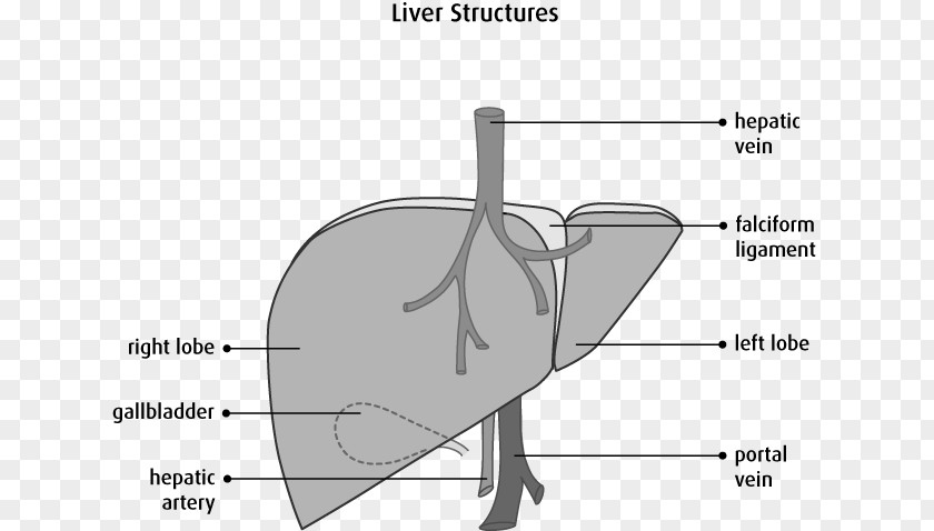 Body Muscle Anatomy Therapy Lobes Of Liver Human Gallbladder PNG