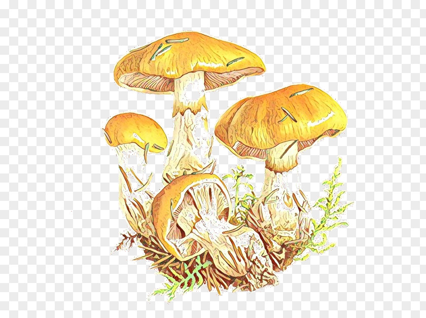 Edible Mushroom Medicinal Fungi Organism Medicine PNG