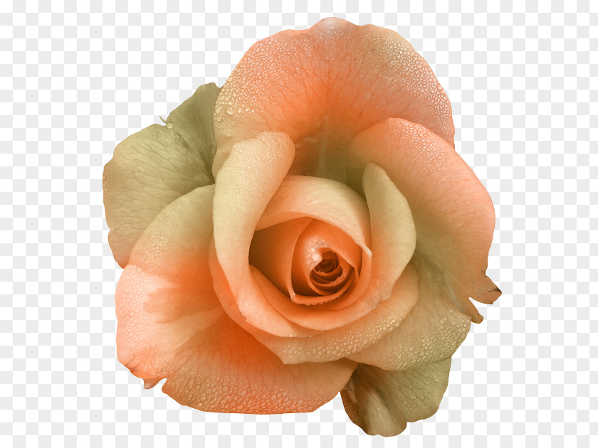 Flower Garden Roses Floribunda Clip Art PNG