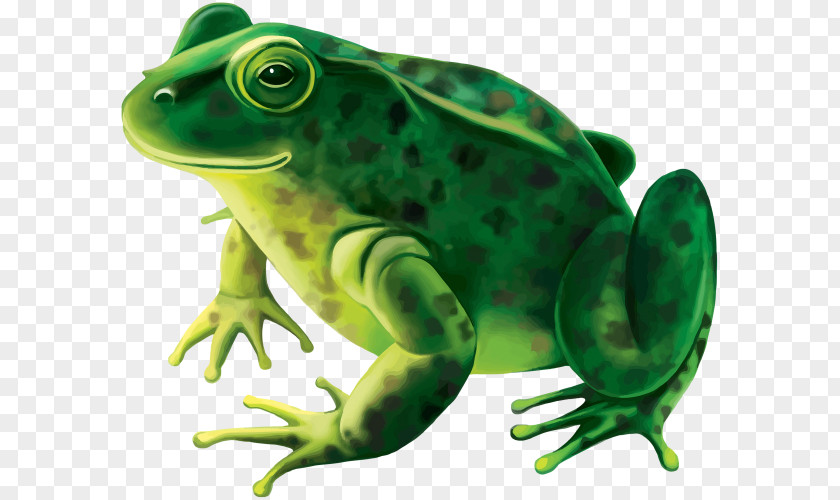 Frog Stock Photography Royalty-free PNG