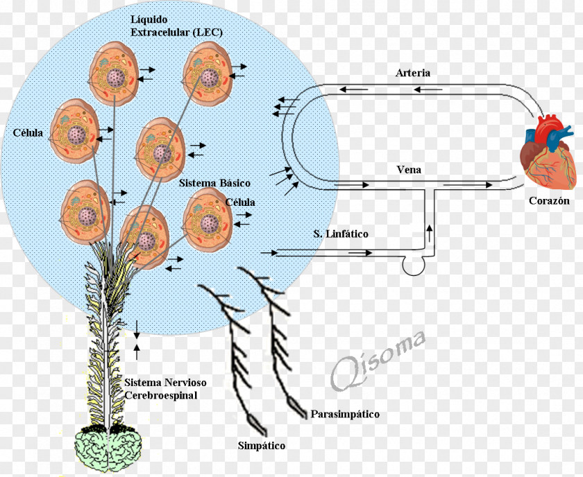 Lula Looks Dangerous Extracellular Matrix Fluid Alkaline Diet PH PNG