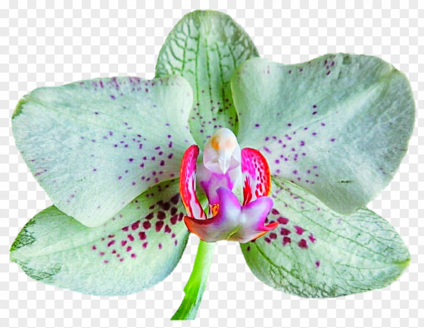 Orchid White Green DeviantArt Stock Photography Pink Clip Art PNG
