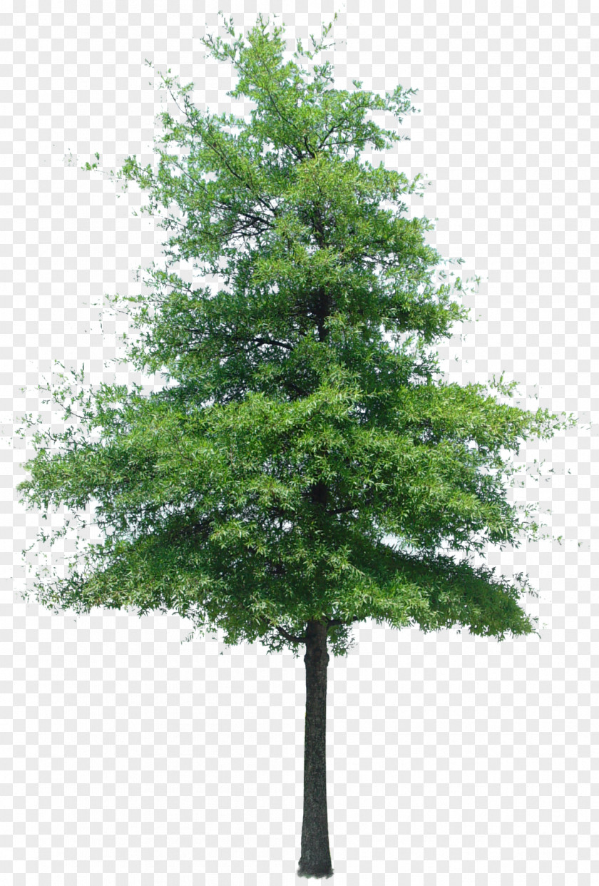 Plane Oregon Pine PNG