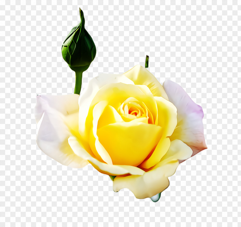 Plant Petal Garden Roses PNG