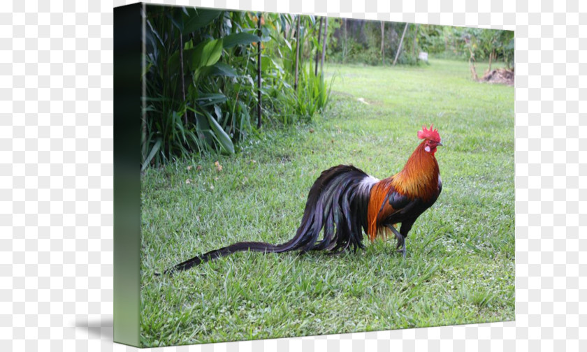 Rooster Phoenix Chicken Yokohama Silkie Sumatra PNG