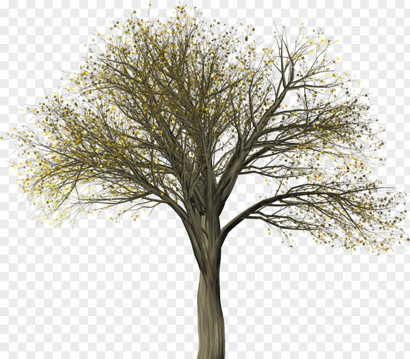 Tree Elm Illustration Image Plants PNG