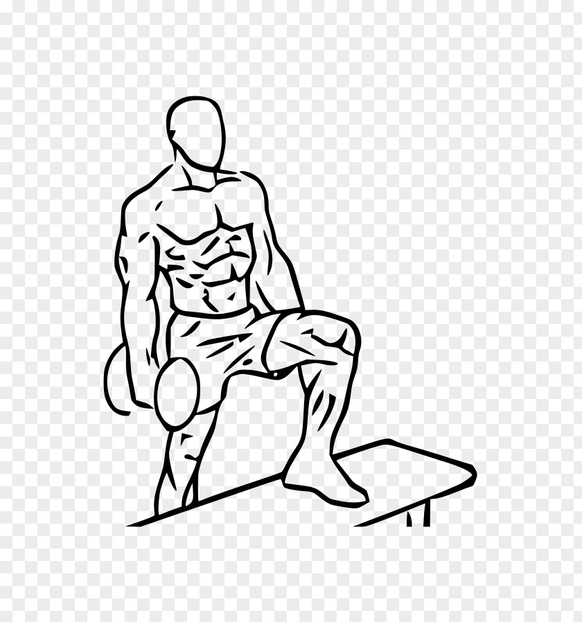 Biceps Curl Dumbbell Bench Exercise PNG