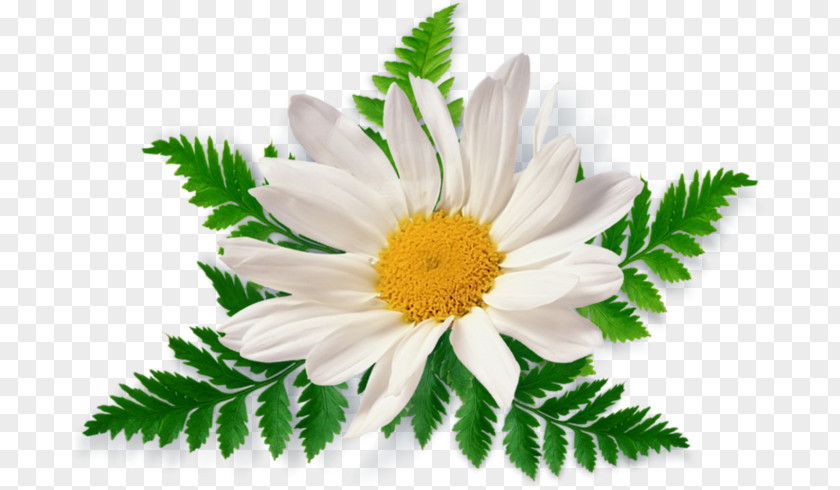 Camomile PNG clipart PNG