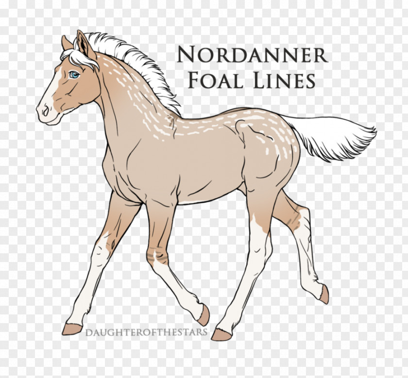 Mustang Foal Colt Pony Stallion PNG