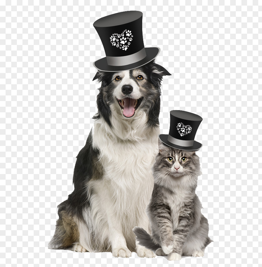 A Dog With Hat Veterinarian Pet Food Blue Buffalo Co., Ltd. PNG