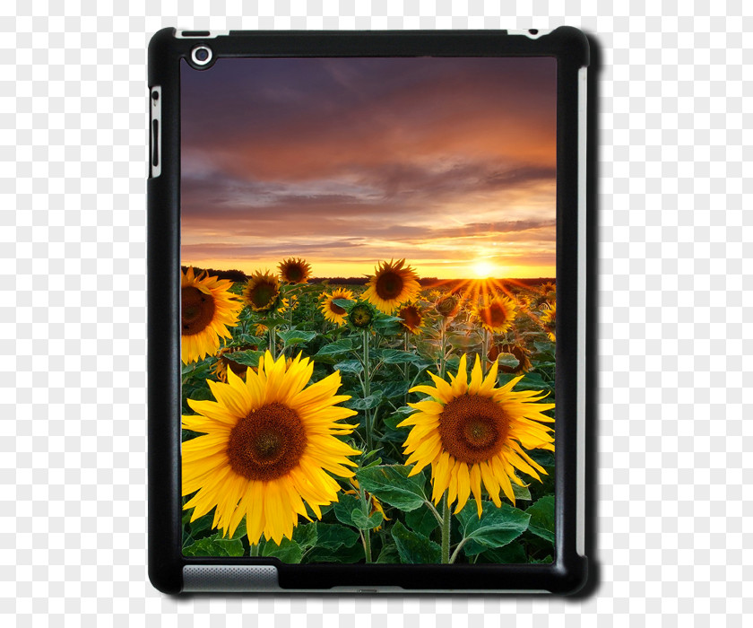 Flower Desktop Wallpaper Common Sunflower PNG