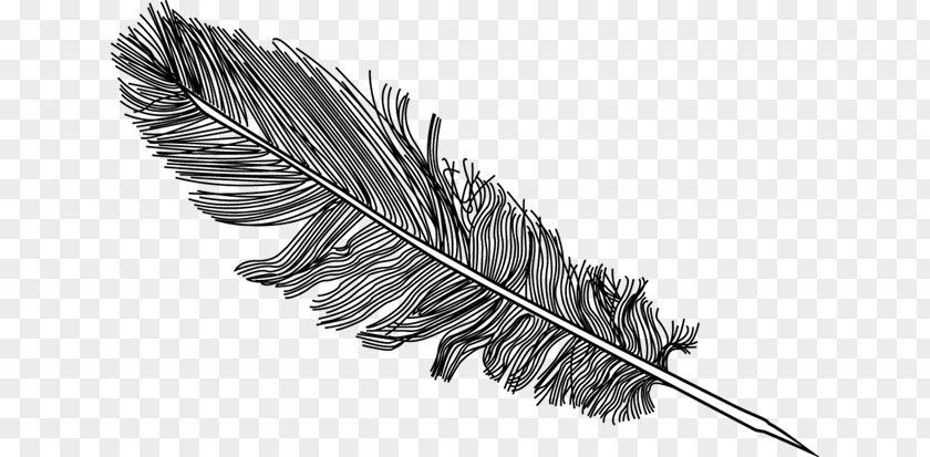 Hand Drawn Feather Bird PNG
