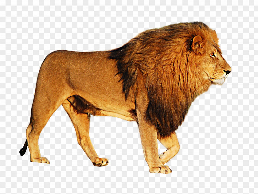 Lion Icon PNG