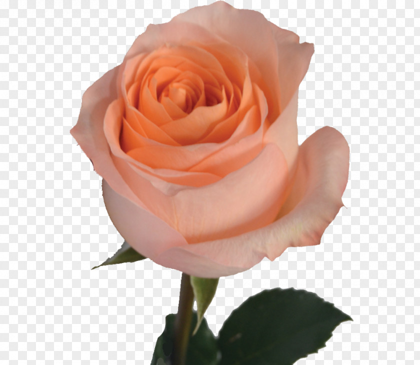 Orange Garden Roses Centifolia Floribunda Rosa Chinensis Pink PNG
