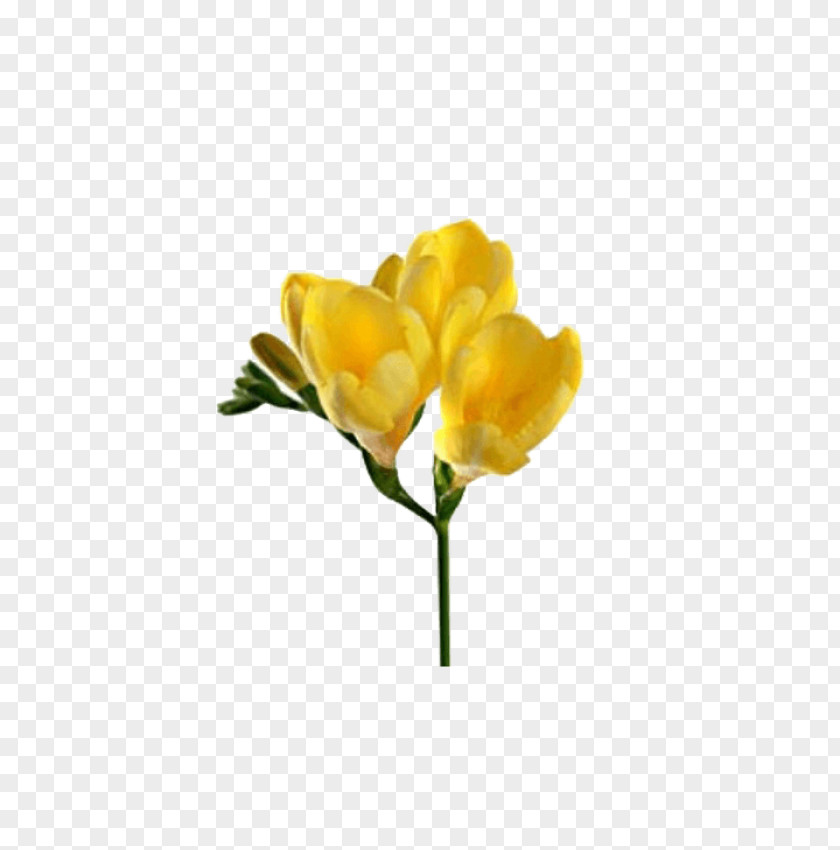 Plant Stem Tulip Flower Flowering Yellow Petal PNG