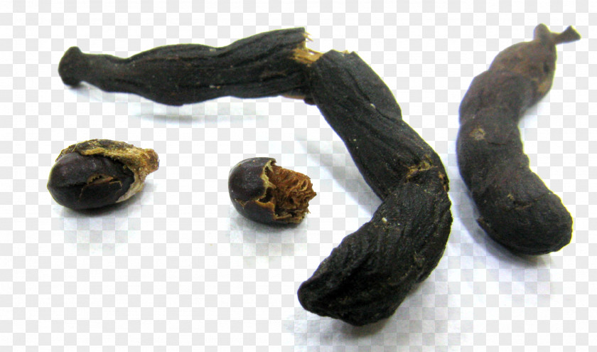 Seed Xylopia Africana Plants Vascular Plant PNG