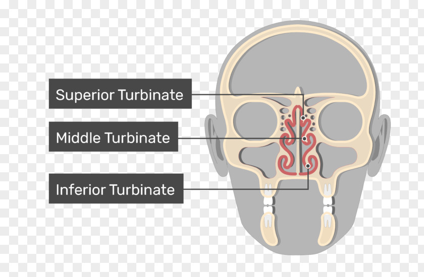 Septoplasty And Turbinate Reduction Nasal Concha Meatus Coronal Plane Nose PNG
