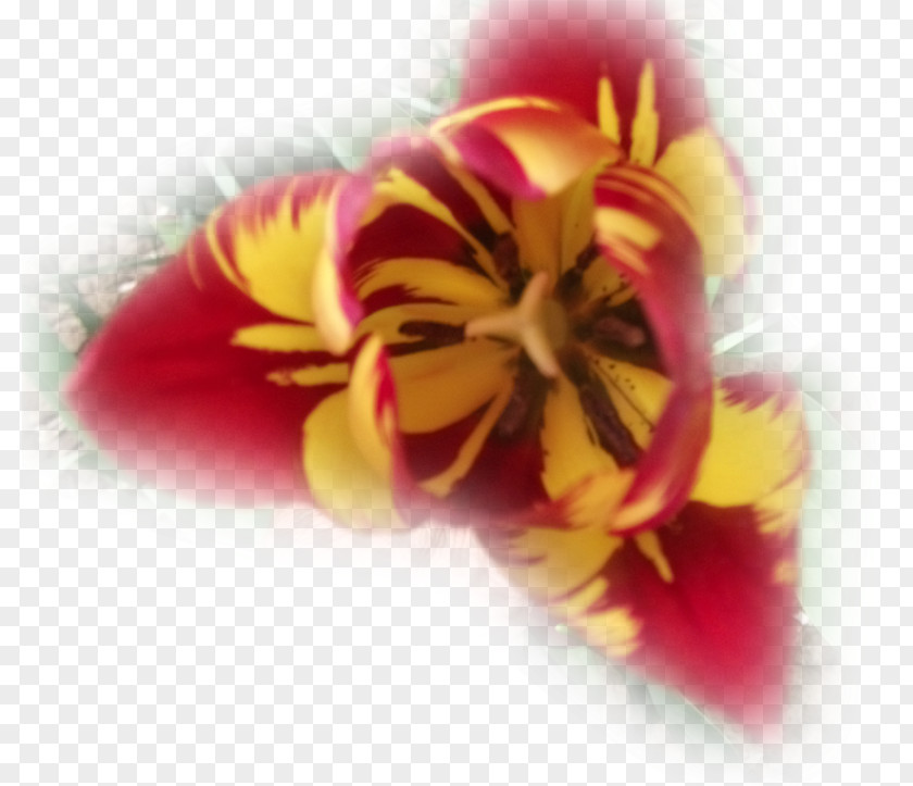 Tulip Petal 17th Century Close-up PNG