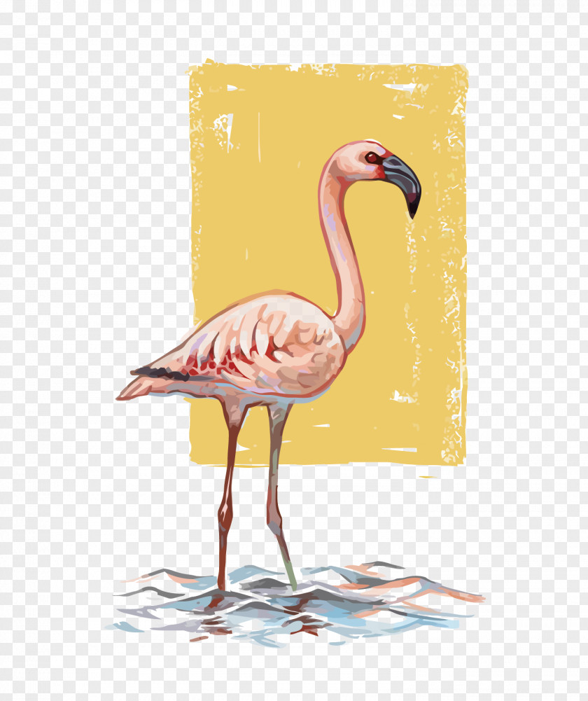 Vector Flamingo Flamingos Bird Drawing PNG
