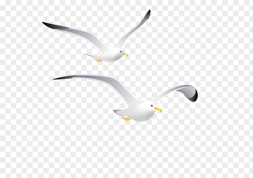White Gull Gulls Common PNG