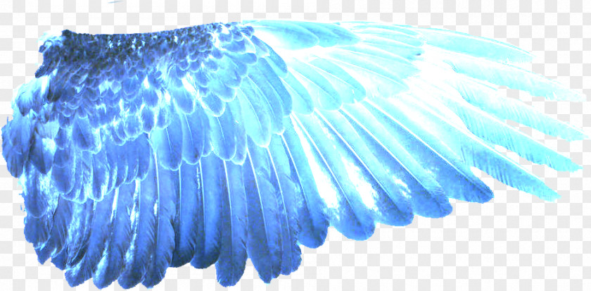 Wings Of Fire Desktop Wallpaper Clip Art Image Digital PNG