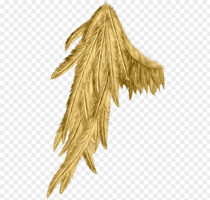Angel Wing PNG