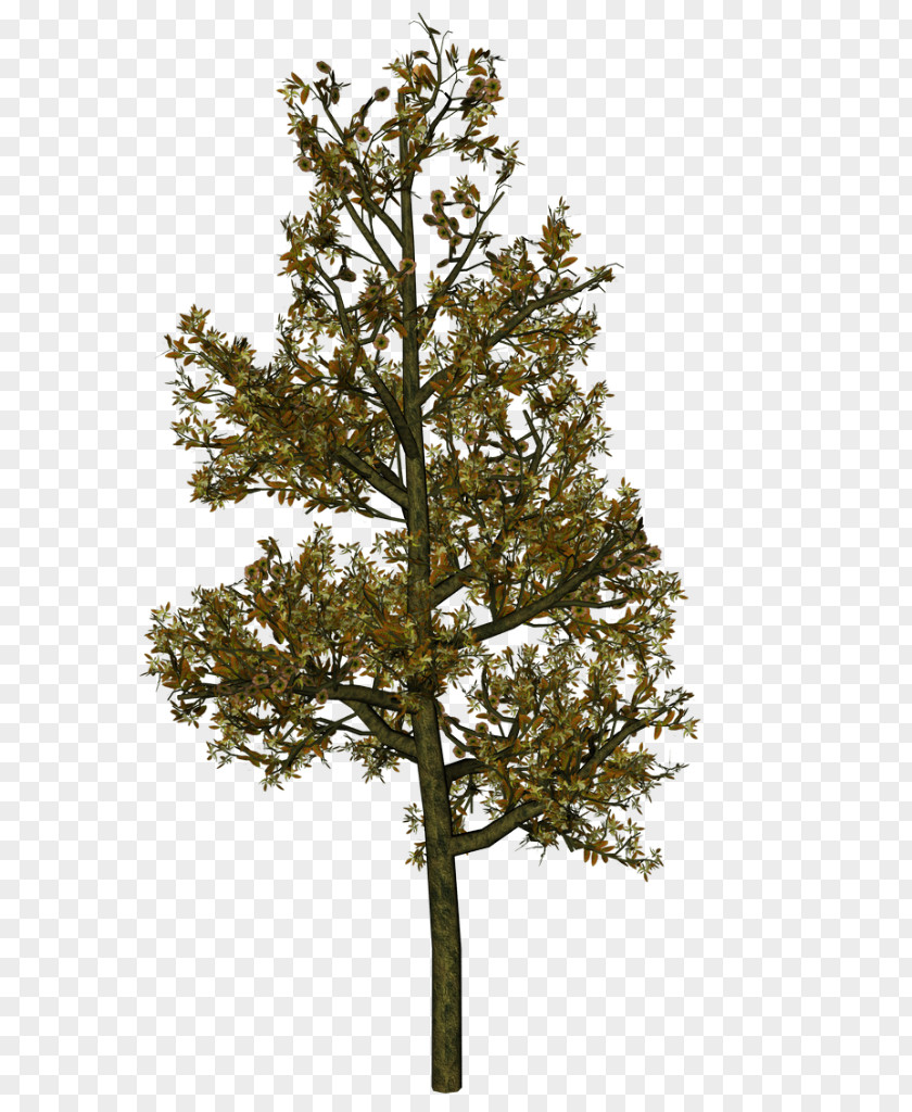 Autumn Tree Woody Plant Shrub Larch PNG
