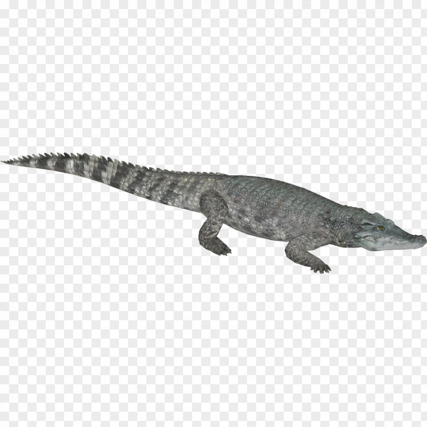 Crocodile Crocodiles Gharial Nile American Alligator PNG