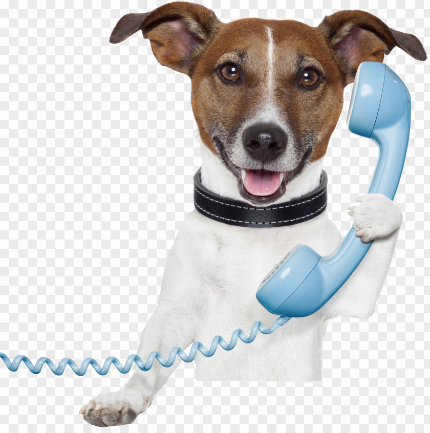 Dog Pet Sitting Telephone Stock Photography Mobile Phones PNG
