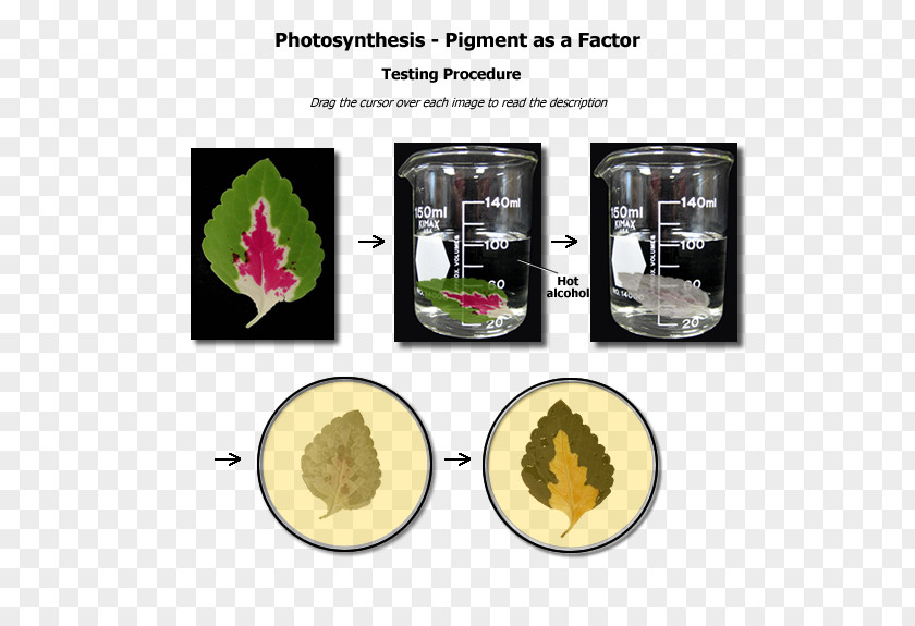 Pigment Biological Photosynthetic Biology Houston Community College, Inc. PNG