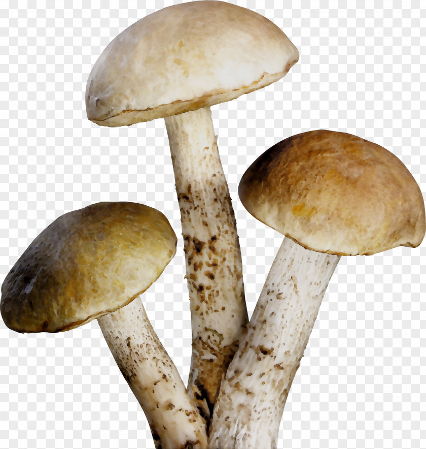 Pleurotus Eryngii Agaricaceae PNG