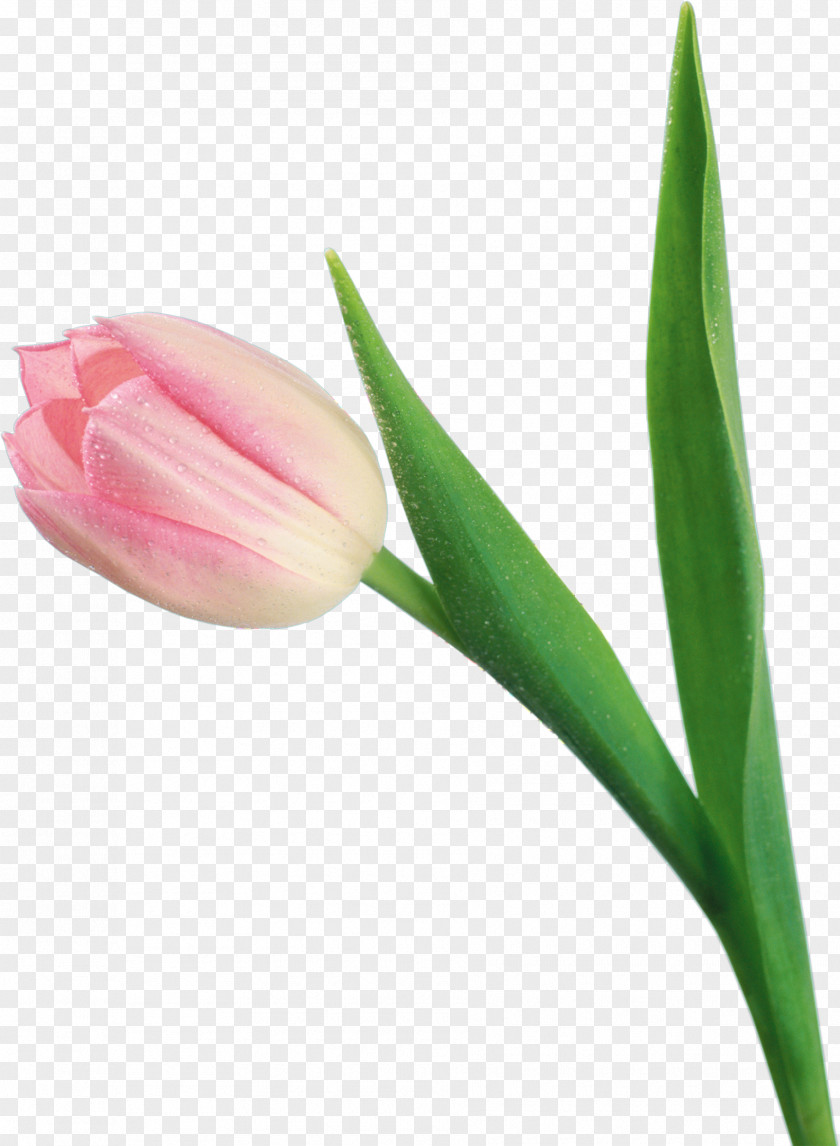 Tulip Flower Plant Bud Pink PNG