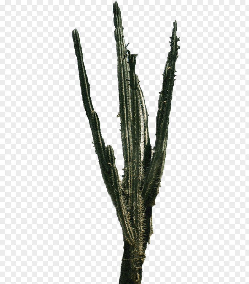 Cactus Triangle Desktop Wallpaper Image PNG
