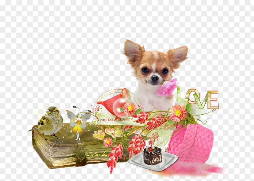 Joyeux-anniverSaire Chihuahua Puppy Yorkshire Terrier Dog Breed Companion PNG