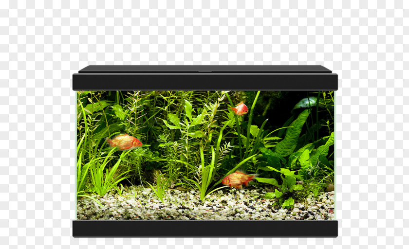 Light Light-emitting Diode Aquariums Ciano Aqua PNG