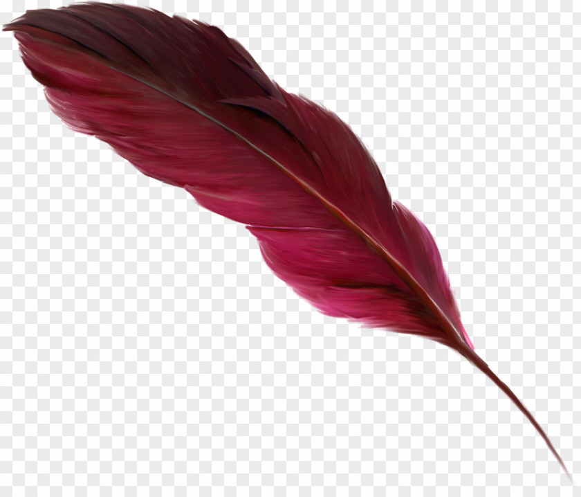 Plum Feather Clip Art PNG