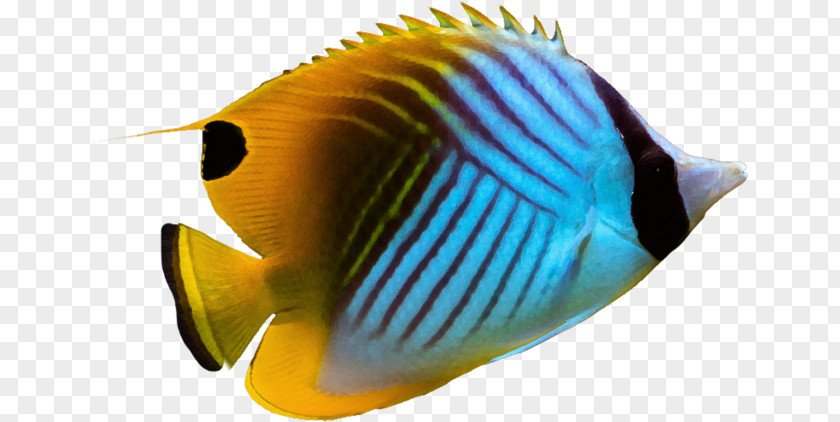 Seabed Fish Threadfin Butterflyfish Angelfish Pomacanthidae Aquarium PNG