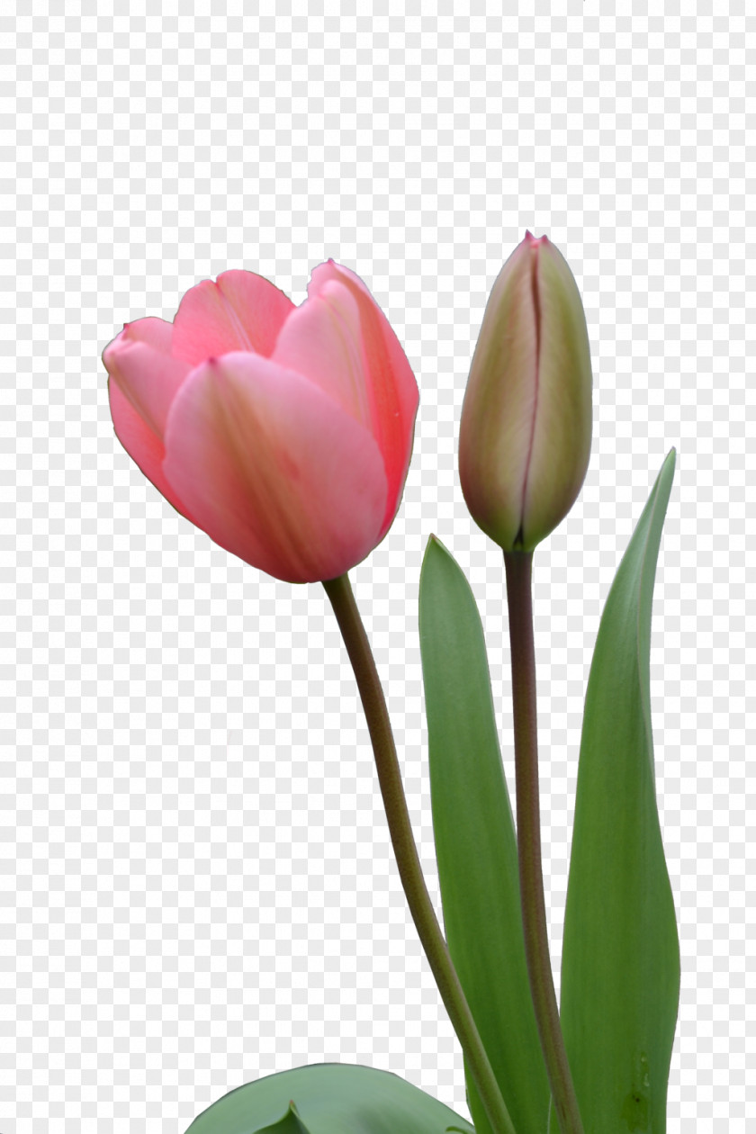 Tulip Image Indira Gandhi Memorial Garden PNG