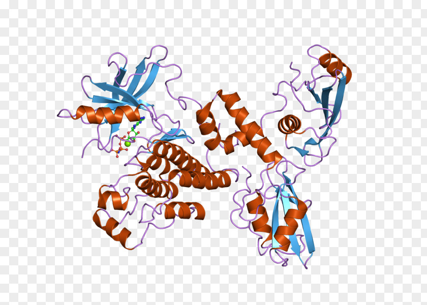 ZAP70 T Cell T-cell Receptor PNG