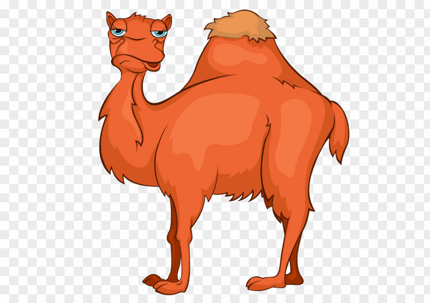Camel Cartoon Bactrian Royalty-free Clip Art PNG