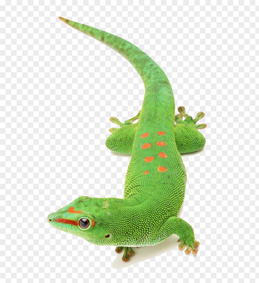 Green Chameleon Animals Lizard Chameleons Reptile PNG