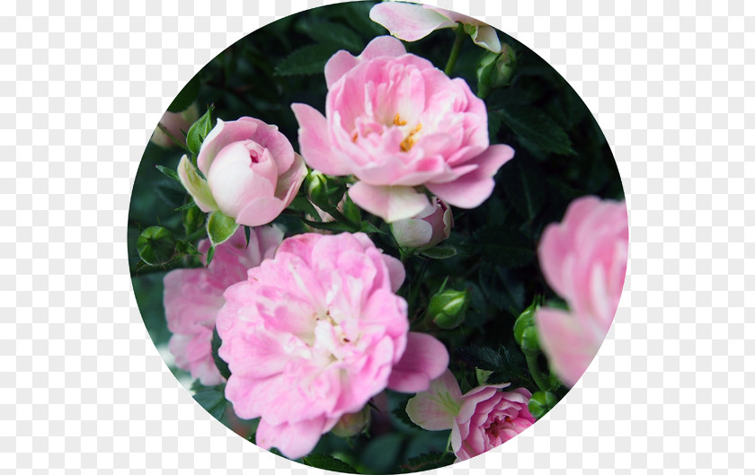 Mother's Day Floribunda Cabbage Rose Garden Roses Memorial PNG