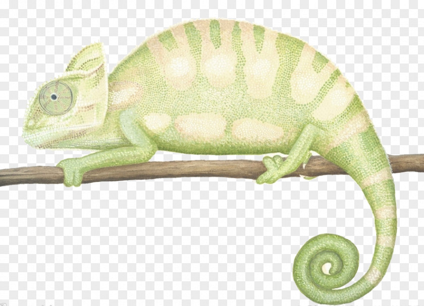 African Chameleon Chameleons Reptile Illustration PNG