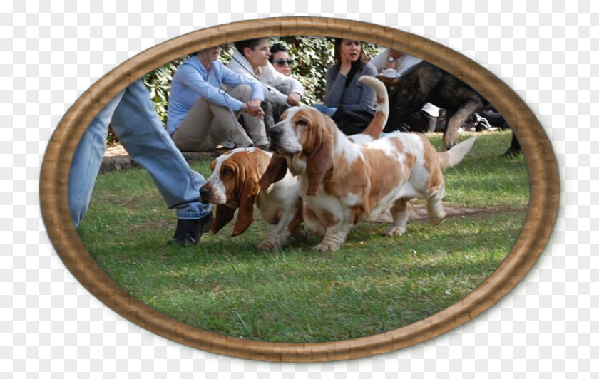 Basset Hound Sussex Spaniel Dog Breed PNG